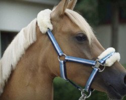 dressage horse Schierensees Apologize (German Riding Pony, 2013, from Dimension AT NRW)