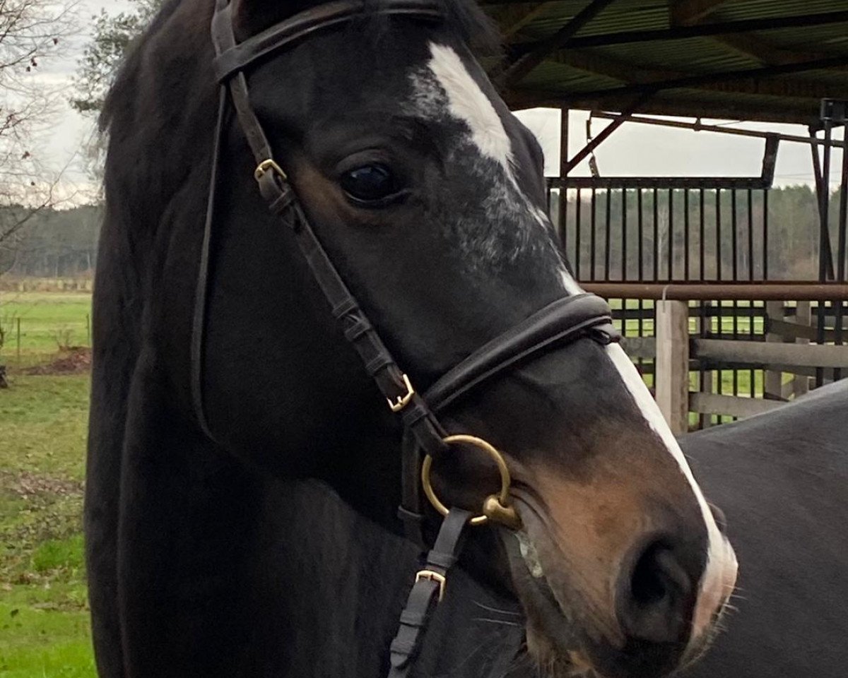 Springpferd Die kleine Zita (Hannoveraner, 2015, von Diacontinus)