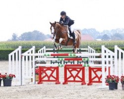 jumper Manitu 89 (KWPN (Royal Dutch Sporthorse), 2012, from Zambesi TN)