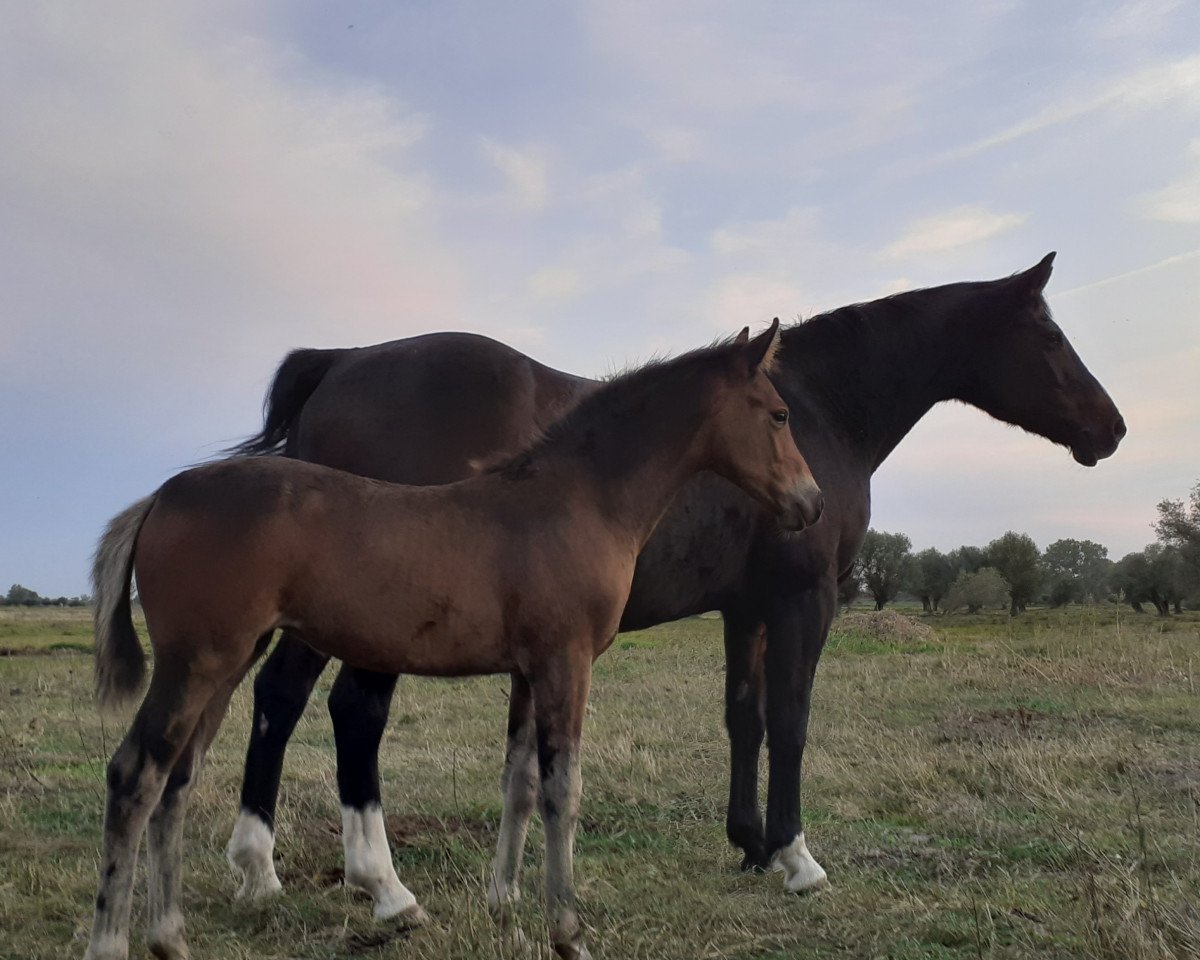 horse Unica the Invinceble (German Sport Horse, 2020, from Uckermärker)