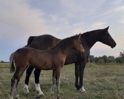 horse Unica the Invinceble (German Sport Horse, 2020, from Uckermärker)