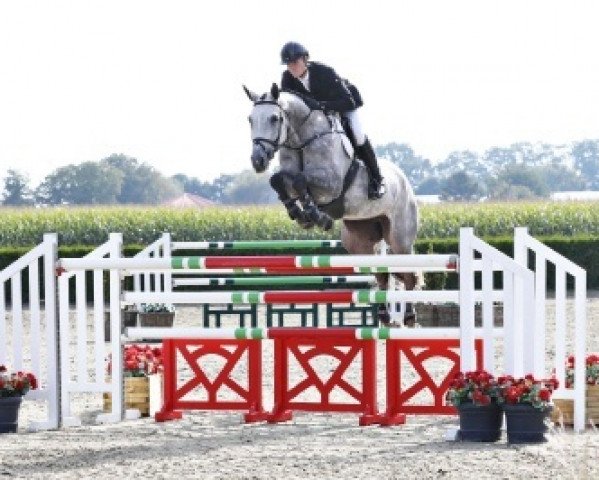 jumper Lambada (Belgian Warmblood,  , from Malito de Reve)