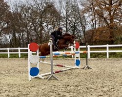 Springpferd Couleur of Charm (Deutsches Reitpony, 2008, von Joldis Charmant)