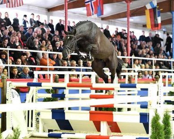 stallion Diamant de Landor (Oldenburg show jumper, 2013, from Diamant de Semilly)