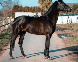 dressage horse Finest Fabina (Westphalian, 2016, from Feedback 16)