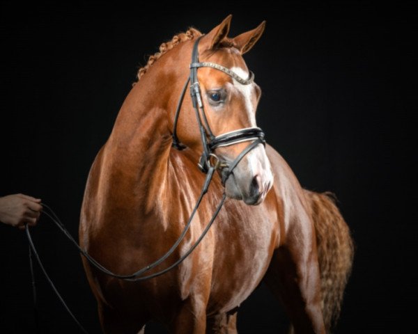 stallion Cox Nickelson (German Riding Pony, 2018, from Numerus Clausus)