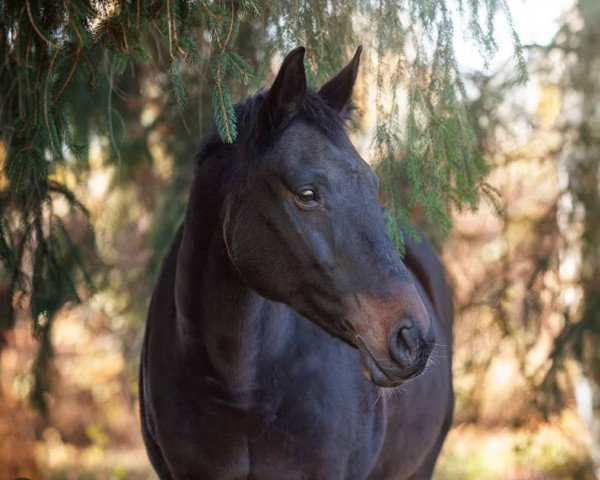 broodmare Jasmin (Brandenburg, 2002, from Jefferson)