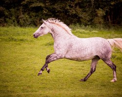 broodmare Candice (German Warmblood, 2010, from Cowaldsky)