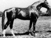 stallion Watzmann xx 1300 Mo (Thoroughbred, 1965, from Carolus xx)