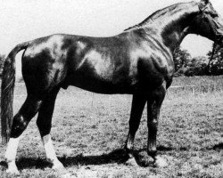 stallion Watzmann xx Mo 1300 (Thoroughbred, 1965, from Carolus xx)