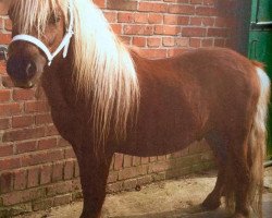 stallion Cirran v. Heut (Shetland Pony, 2009, from Thijmen van Stal Polderzicht)