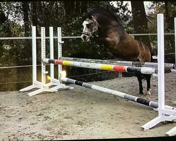 Dressurpferd Leybuchts Connor (Welsh Mountain Pony (Sek.A), 2011, von Dyfed Caled)