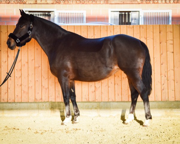 Zuchtstute Carmen (Deutsches Reitpony, 2012, von Chantre B)