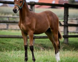 horse Dreamcatcher L (Deutsches Reitpony, 2020, from FS Don Juan de Luxe)