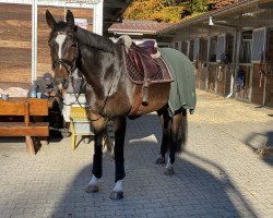 jumper Happy Zaura (Swedish Warmblood, 2012, from Zacharov Tn)