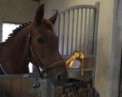 dressage horse Folie de Jeunesse (Westphalian, 2009, from Fürst Piccolo)