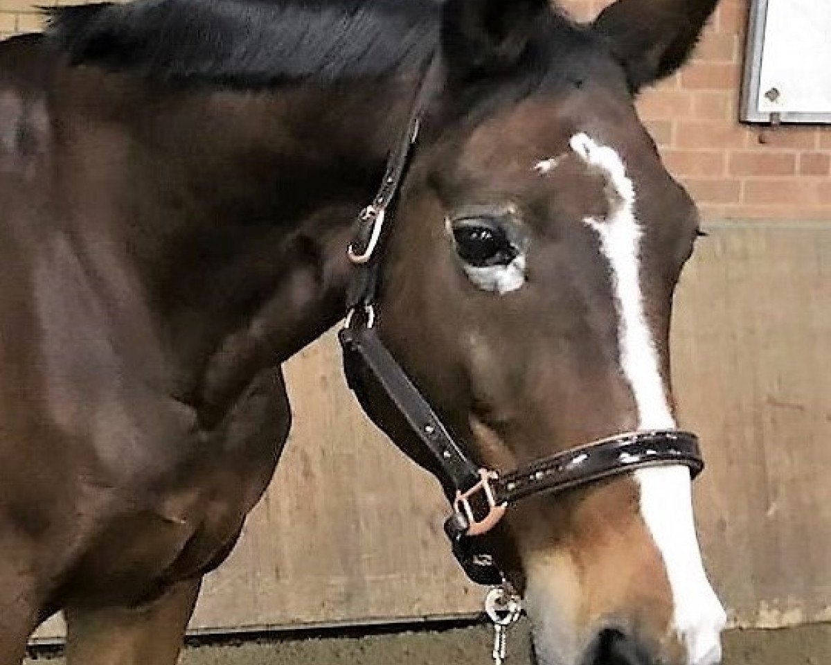 broodmare Aline (Sachse, 1996, from Lenz 2640)