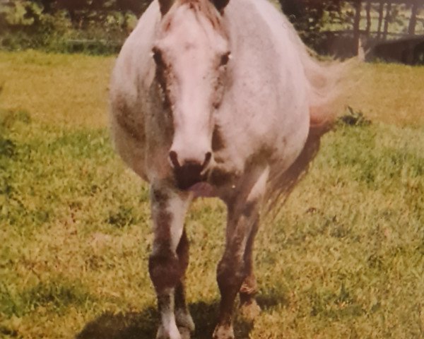 Zuchtstute Dundee (Westfale, 1987, von Dacapo)