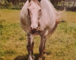 broodmare Dundee (Westphalian, 1987, from Dacapo)