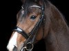 dressage horse Fillmore H (Oldenburg, 2012, from Foundation 2)