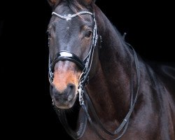 dressage horse Ernani 8 (Württemberger, 2005, from Epikur)