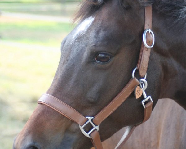 horse Beauty 622 (German Warmblood, 2010)