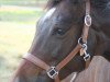 dressage horse Beauty 622 (German Warmblood, 2010)