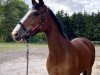 broodmare Finest Lady 2 (Hanoverian, 2008, from For Keeps)