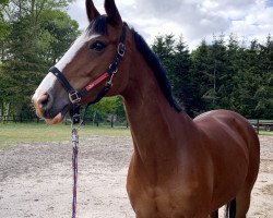 broodmare Finest Lady 2 (Hanoverian, 2008, from For Keeps)