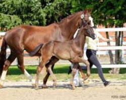 dressage horse Monte Negro (Hanoverian, 2020, from Maracana)