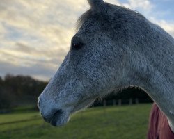 horse Question Z (Zangersheide riding horse, 2002, from Quinar)