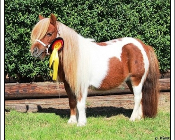 broodmare Evita (Shetland pony (under 87 cm), 1995, from Athelney Echo)