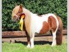 broodmare Evita (Shetland pony (under 87 cm), 1995, from Athelney Echo)