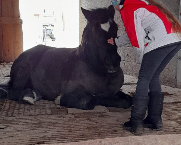 broodmare Táta (Iceland Horse, 1999, from Hrafn vom Scheidterberg)