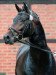 jumper Bellino 23 (Oldenburg show jumper, 2015, from Bellini Royal)