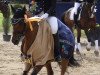 dressage horse Indigo-Girl (German Riding Pony, 2005, from Glanteifi Ianto)