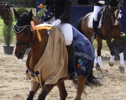 dressage horse Indigo-Girl (German Riding Pony, 2005, from Glanteifi Ianto)