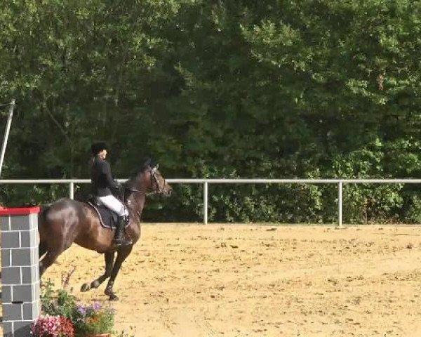 Reit- und Springturnier RSV Püttlingen 2014