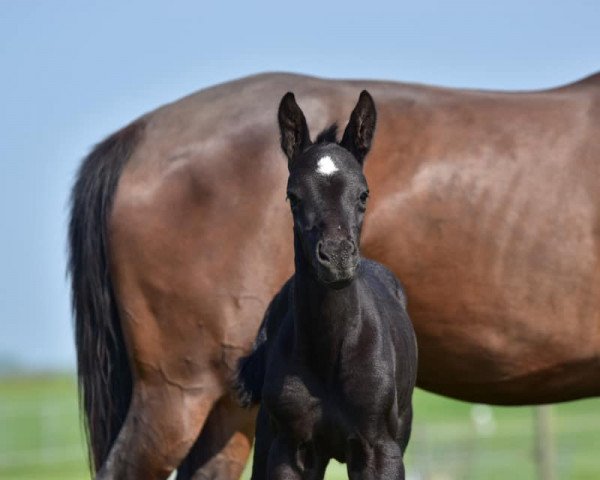 dressage horse O Look At Me (KWPN (Royal Dutch Sporthorse), 2019, from Gladiator)