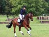 dressage horse Octavio 11 (Trakehner, 1998, from Sixtus)