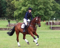 dressage horse Octavio 11 (Trakehner, 1998, from Sixtus)