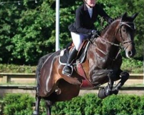 Springpferd H Cardently BB (KWPN (Niederländisches Warmblut), 2012, von VDL Cardento 933)