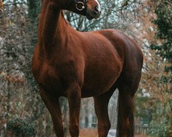 broodmare HA Dorinesse (Westphalian, 2010, from Dinard L)