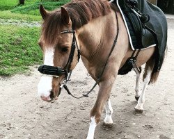 Springpferd Taffechan Jack Flash (Welsh-Cob (Sek. D), 2004, von Brynbair Tywysog)