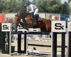 jumper Cortado 15 (Hanoverian, 2011, from Contendros 2)