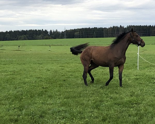 jumper Ophelia (German Sport Horse, 2016, from Cheetano)