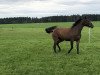 jumper Ophelia (German Sport Horse, 2016, from Cheetano)