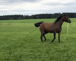 jumper Ophelia (German Sport Horse, 2016, from Cheetano)