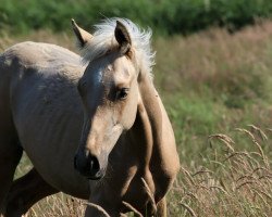 dressage horse Colja (Palomino, 2020, from Soel'rings Cuvee)