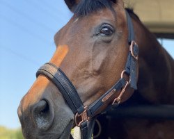 Springpferd Eloise B (KWPN (Niederländisches Warmblut), 2009, von Verdi)